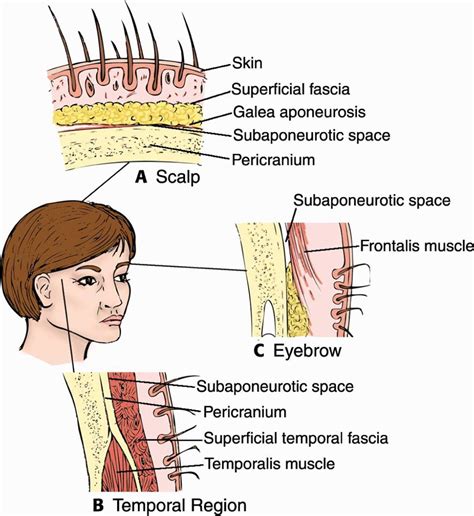 Scalp Layers Anatomy