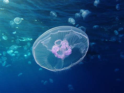 The Phylum Cnidaria Includes Jellyfish Corals And Anemones They Are