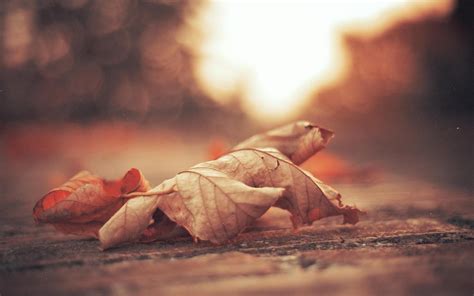Nature Macro Leaves Blurred Fall Bokeh Depth Of Field Wallpapers