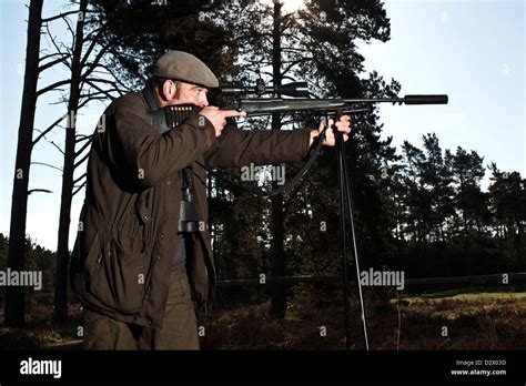 Deer Hunter Aiming Rifle In Thetford Forest Uk Stock Photo Alamy