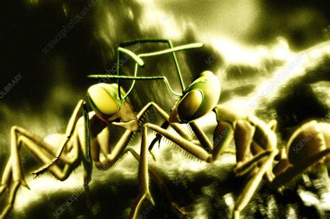 Ants Fighting Stock Image Z3450862 Science Photo Library