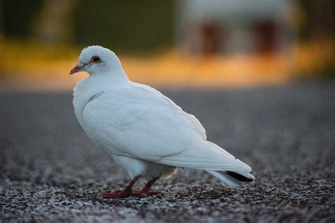 Bird White Dove Dove Image Free Photo