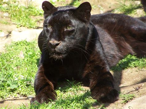 Are There Really Black Panthers The National Wildlife Federation Blog