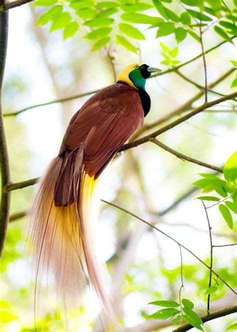 15 Of The Most Beautiful Birds In The World Pictures