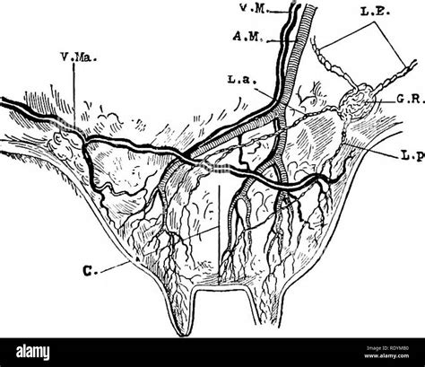 Mammary Gland Anatomy Of Cow