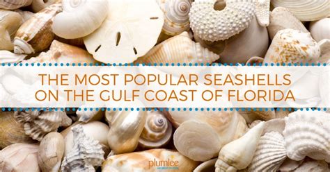 The Most Popular Seashells On The Gulf Coast Of Florida