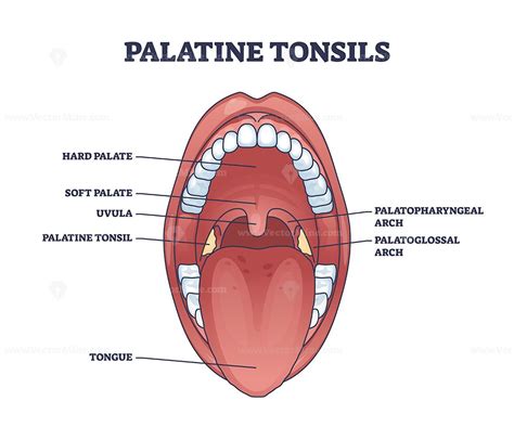 Palatine Tonsils Organ Location Behind Throat And Tongue With Mouth