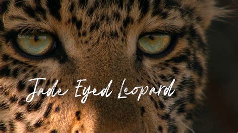 Ng Jade Eyed Leopard 2020 Avaxhome