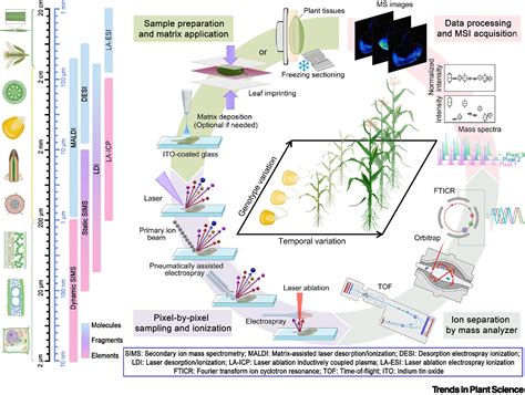 Mass Spectrometry Imaging Techniques A Versatile Toolbox For Plant