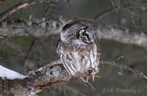 A Spectacle Of Boreal Owls By Erik Bruhnke Nemesis Bird