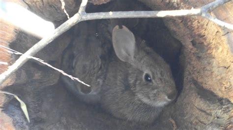 New England Cottontails Youtube
