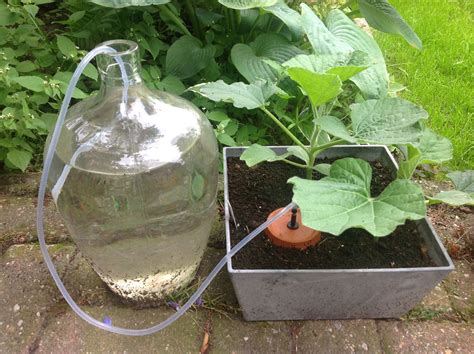 Home Made Olla Pot Clay Pot Irrigation System Info Ollashotmailnl