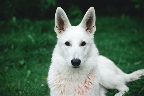 Photo Of White German Shepherd · Free Stock Photo
