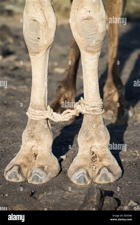 Pies De Camello Fotografías E Imágenes De Alta Resolución Alamy