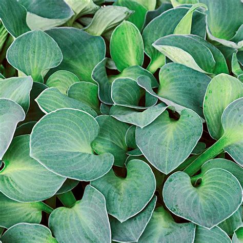 Hosta Blue Mouse Ears 14cm Garden World Nursery Plant