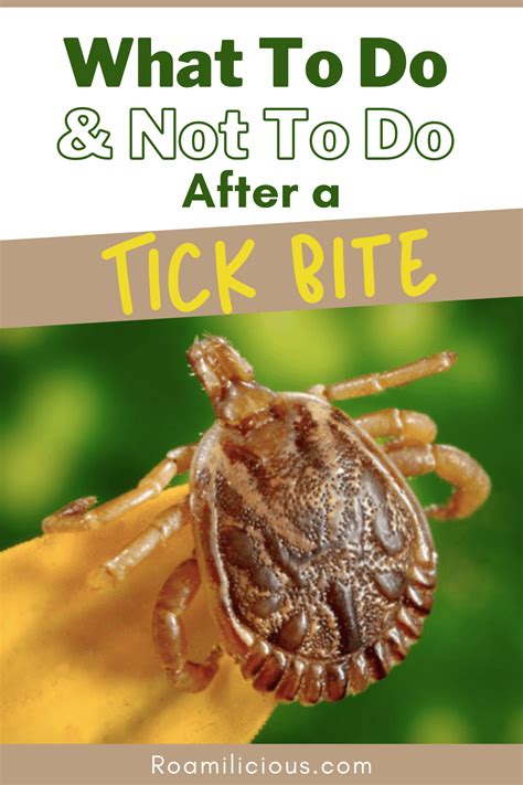 What To Do After A Tick Bite A Tick Bite Is A Serious Cause For