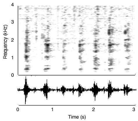 Spectrogram Representing A Bout Of Chase Barks From A Corsican Stag