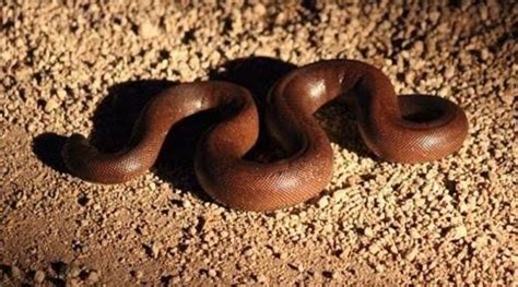 Up Police Arrested Smuggler With Two Head Red Sand Boa Newstrack