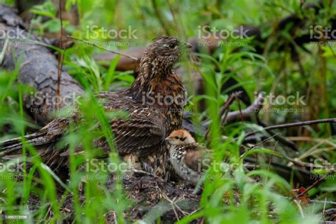 Ruffed Grouse With Babies Under Wings In The Forest After Rain Stock