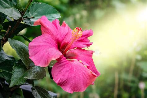 Close Up Of Pink Hibiscus Flower Hibiscus Rosa Sinensis Also Known As