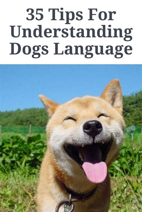 35 Tips For Understanding Dogs Language Dog Language Funny Animals