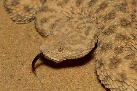 Common Or Sahara Sand Viper Cerastes Vipera עכן קטן Flickr Photo