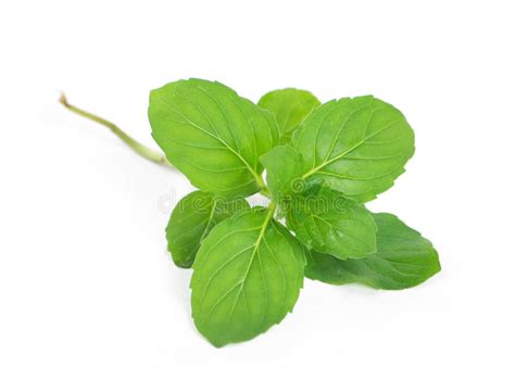 Fresh Green Mint Stock Image Image Of Mint Healthy 10974603