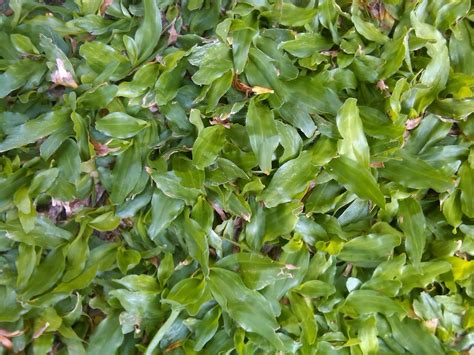 Cara yang umum diterapkan adalah dengan stek batang dan memecah anakan. Budidaya rumput | Cara penanaman rumput gajah | Rumput ...