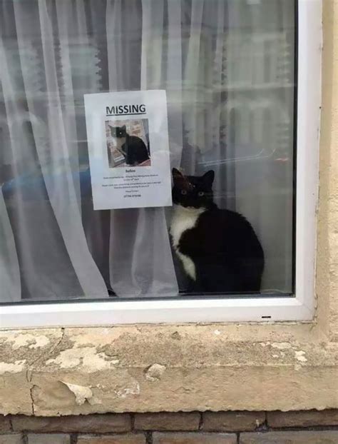 The Hilarious Moment A Missing Cat Is Found Next To Its Own Missing Cat Poster Viralscape