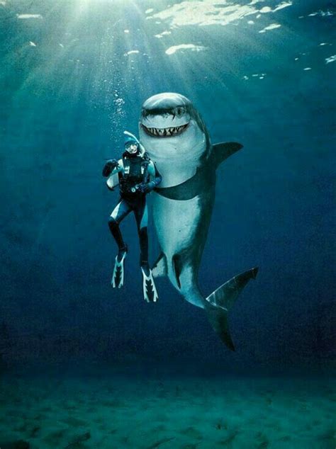 Pin By Me Mar On Sea World Sharks Funny Shark Pictures Shark