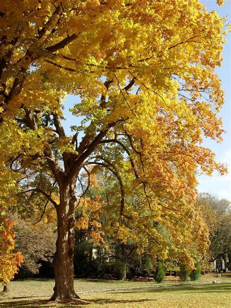 Pennsylvania's most colorful trees for fall foliage - pennlive.com