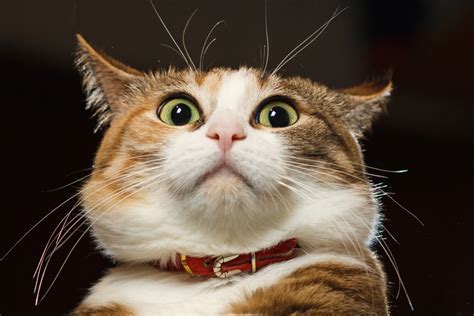 10 Of The Silliest Cats On The Internet