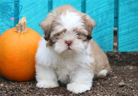 As most of you know. Shih Tzu Puppies For Sale | Puppy Adoption | Keystone Puppies