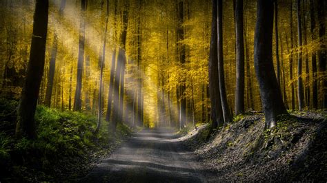 2560x1440 Resolution Forests Roads Rays Of Light 1440p Resolution