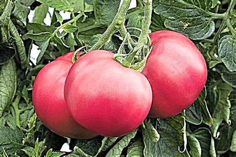 Tomato Raspberry Miracle Description And Characteristics Planting