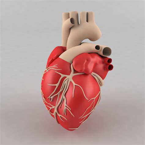 3d Human Heart Model Free Download Bloomenergy