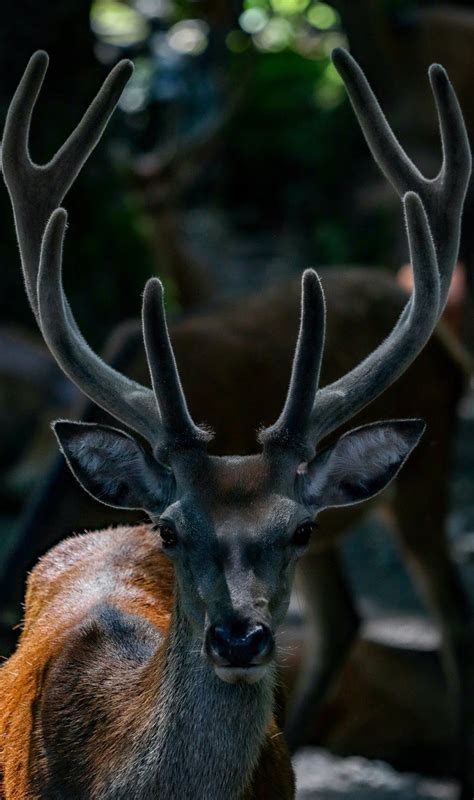 A Deer With Its Amazing Antlers About Wild Animals