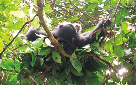 Chimpanzee Nests Are Cleaner Than Human Beds Scientists Say