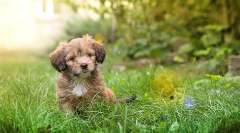 Male And Female Dog Names 501 Unique And Cute Options For