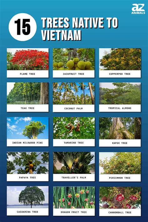 Types Of Indian Trees With Names