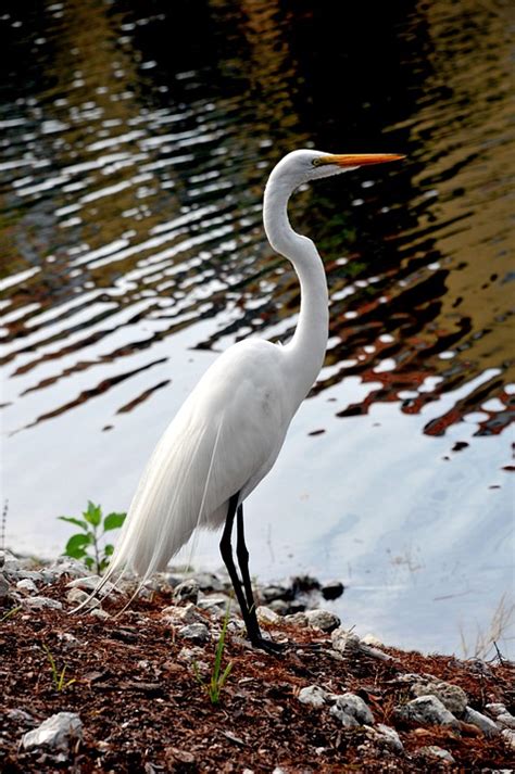 Beautiful White Bird Audubon Free Photo On Pixabay