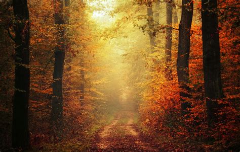 Обои Autumn Leaves Fog Way Pathway Trail Autumn Colors Path