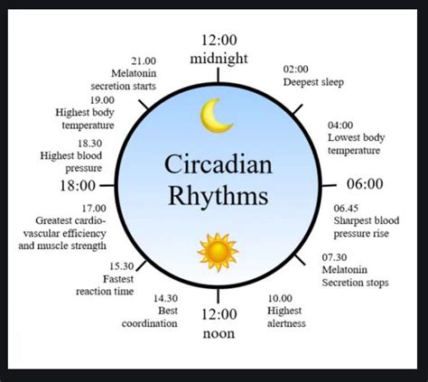 Circadian Rhythm 24 Hour Chart Circadian Blue Light