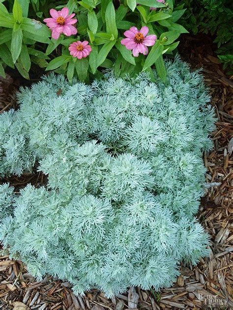 Dec 01, 2020 · in the following article, we'll discuss what herbs grow in zone 6 and information about growing herbs in zone 6. 749 best images about Garden on Pinterest | Gardens ...