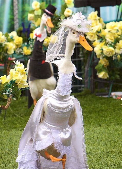 Dressed Up Ducks Australian Fashion Parade For Ducks Is Guaranteed To