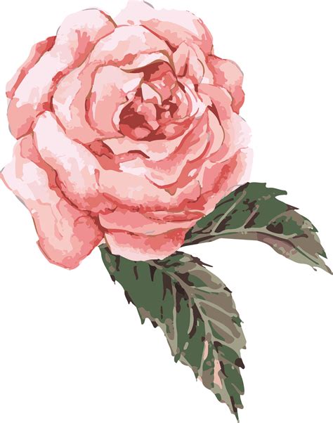 Download Clip Art Transparent Watercolor Roses Clipart Pink Flower