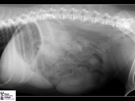 Canine Abdomen Radiographical Anatomy Resource Wikivet English