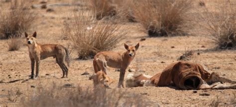 Sheep And Goat Ifs Wild Dog Eradication Program Grants Agriculture And Food