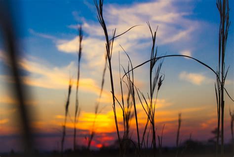 Gambar Pemandangan Pohon Alam Outdoor Horison Cahaya Awan