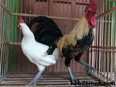 An Extraordinary Chicken Ayam Ketawa Chickens For Sale